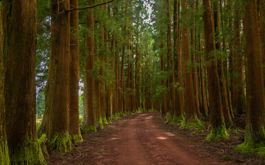 Obraz premium Dense forest in Viveiro da Falca, Terceira Island, Azores, with moss-covered tree trunks creating a lush green woodland atmosphere in this natural reserve