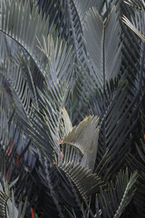 Naklejka premium Tropical Palm Leaves Background with Minimal Natural Texture