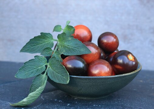 Black tomatoes of Indigo Rose in a bowl on the stone table. This natural form is rich in anthocyanin in black peel and good for our health.