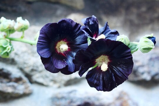 Flower of Alcea rosea Nigra, known as Black hollyhock used as medicinal herb. Detail of flower heads in country garden, yellow pollen sprinkling on leaves.