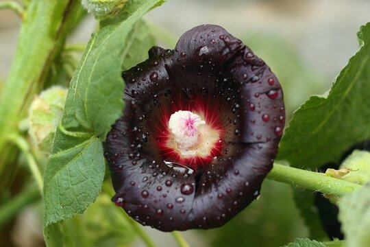 Flower of Alcea rosea Nigra, known as Black hollyhock used as medicinal herb. Detail of flower head in country garden after rain.