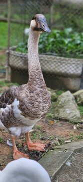 animais e insetos, pato, macaco, ganso, comendo, verde 