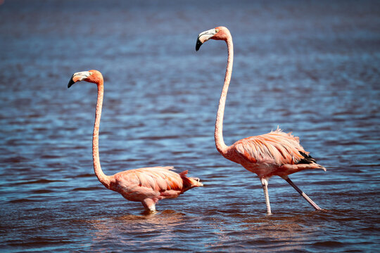Flamingos