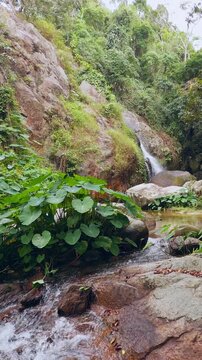 Vertical video. Tropical Jungle Stream Flowing Between Massive Rocks With Small Waterfall in Background Surrounded By Lush Green Leaves and Forest Vegetation Calm Natural Scenery Captured in Slow Moti