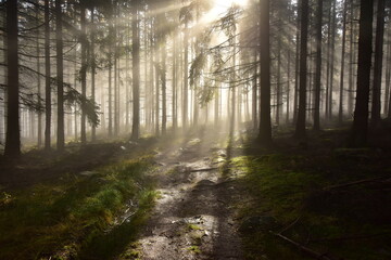 Fototapeta premium Les v mlze s prosvítajícími paprsky slunce v pohoøí Brdy na jihozápad od Prahy.