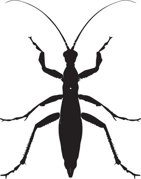 Large vinegaroon arachnid with whip-like tail nocturnal silhouette.