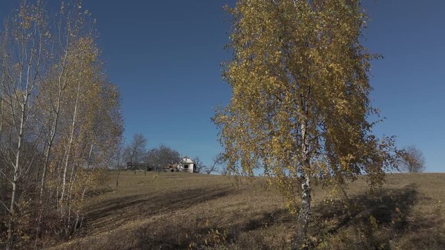 Stunning Golden Birch Tree and Authentic Rustic Farmhouse with a Grazing Cow on a Sunny Autumn Hillside in Poiana Marului Cinematic Ascending Drone Shot 4K Ungraded Log