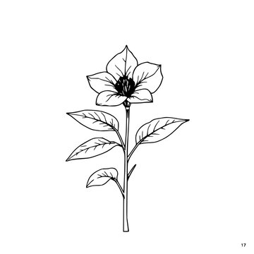 tobacco flower drawing plant Black and White Stock Photos & Images Tobacco Flower" Images Browse