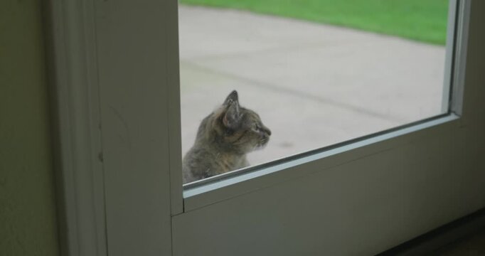 A tabby cat meows at a glass door to be let inside