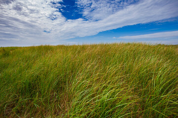 Obraz premium green grass and blue sky