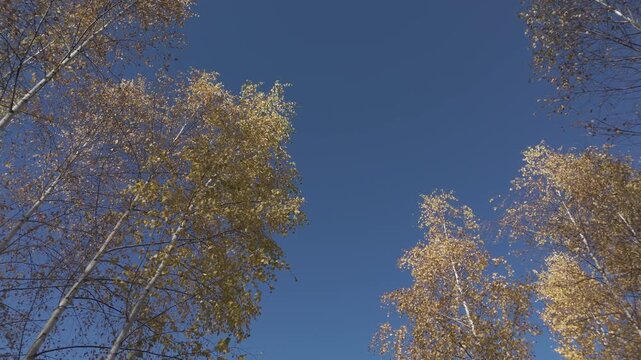 Stunning Golden Birch Canopy and Clear Blue Sky in Windy Autumn Poiana Marului Cinematic Low Angle Ascending Drone Shot 4K Ungraded Log