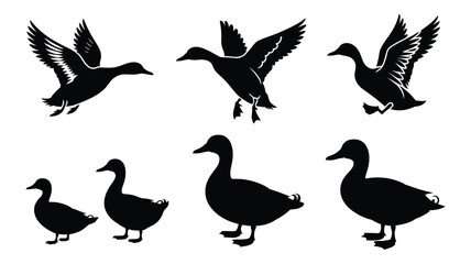 Obraz premium Duck silhouette, vector illustration, flying and standing waterfowl, domestic and wild bird graphic, nature wildlife artwork for farm, educational, branding, and decorative projects.