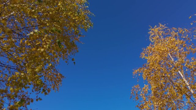 Stunning Swaying Golden Birch Branches and Clear Blue Sky Copy Space in Windy Autumn Poiana Marului Cinematic Low Angle Static Drone Shot 4K Graded