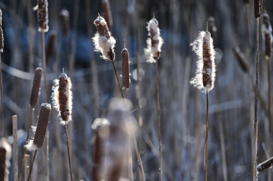 Cattails in bright winter sunlight