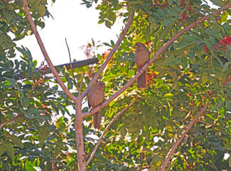 A Pair of California Towhee in a Backyard Tree