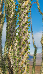 Ocotillo Growing Leaves After a Rainstorm