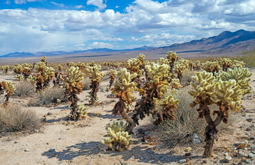 Teddy Bear Cholla in A Desert Mountain Landscape
