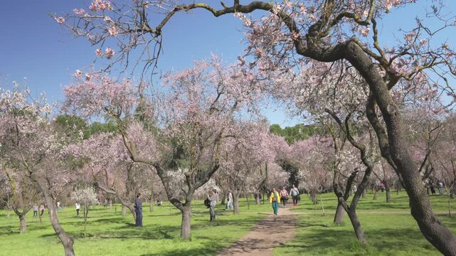 People walking through a park of blooming almond trees