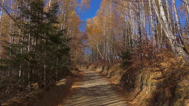 Stunning Golden Birch Forest and Rustic Dirt Road on a Sunny Autumn Day in Poiana Marului Cinematic Low Altitude POV Drone Flight 4K Graded