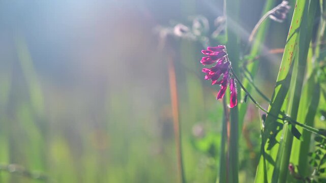 Bengal vetch flowering plant gently swaying in the wind, with a softly blurred background of wild nature. The scene conveys lightness, natural movement and the beauty of spontaneous vegetation 