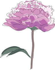 Pink peony flower with green leaf isolated on white background