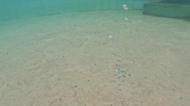 Underwater images showing hot water emerging from the ground. Montezuma, Minas Gerais, Brazil