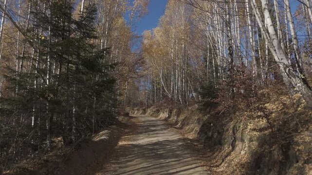 Stunning Golden Birch Forest and Rustic Dirt Road on a Sunny Autumn Day in Poiana Marului Cinematic Low Altitude POV Drone Flight 4K Ungraded Log