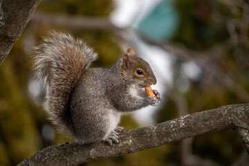 Gray squirrel holding peanut on tree branch close up