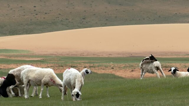 The boy grazes a herd of sheep and goats in a clearing in the Mongolian steppe on a Sunny summer day.