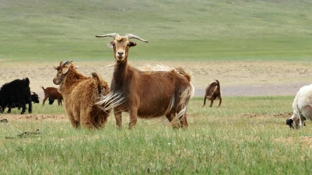 A herd of goats and sheep grazing in the Mongolian steppe on a summer sunny day.