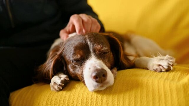 Close Up of Sleeping English Springer Spaniel Being Gently Petted ,Emotional Support Dog, Cozy Home Comfort, Trust, Security and Animal Wellbeing Concept