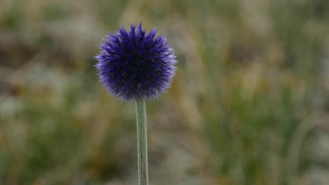 Round blue beautiful flower swing in the wind. Summer cloudy day. The name of these flowers is a globe-thistle. This plant is used in folk medecine, to the same it is a beautiful honey plant.Mongolia.