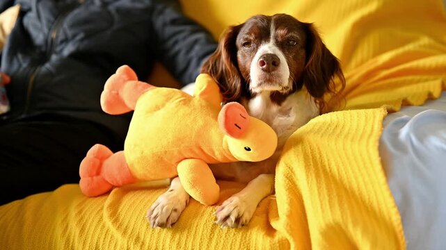 Springer Spaniel Dog Relaxing on Sofa with Yellow Plush Toy While Owner Gently Pets Her, Natural Dog Behavior, Family Interaction at Home, Pet Comfort and Domestic Lifestyle Concept