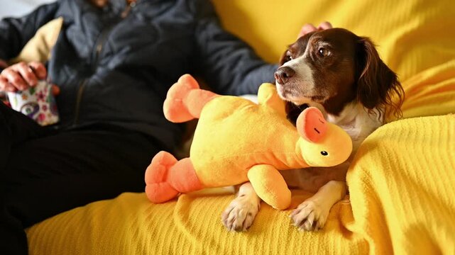 Woman Relaxing at Home with English Springer Spaniel Dog by Her Side,Cozy Domestic Lifestyle, Tea Time Comfort, Pet Companionship and Wellbeing Concept, Dog behavior at home with the family