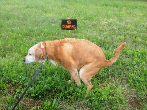 Comical dog relieving itself in front of no dumping sign.  in the grass