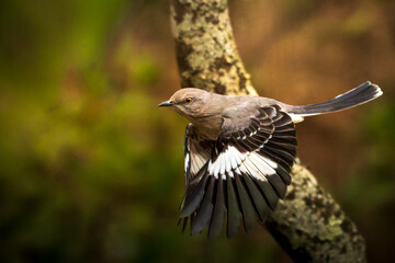Obraz premium Northern Mockingbird a favorite spark bird extreme inflight closeup action shot 