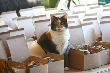 Kaliko cat sitting among boxes. © Mark