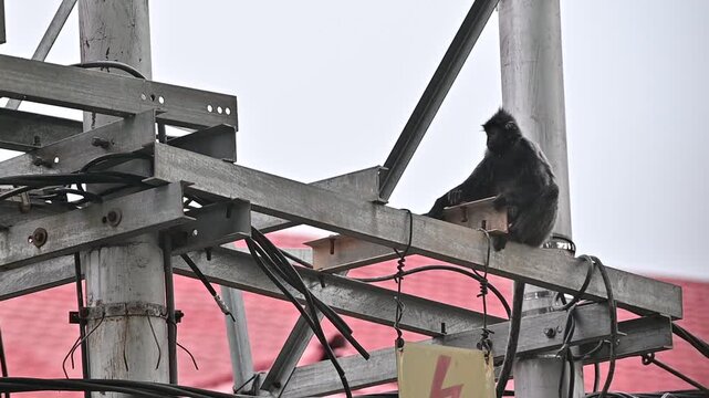 A black monkey perched on a metal structure with wires and a red tarp in the background.