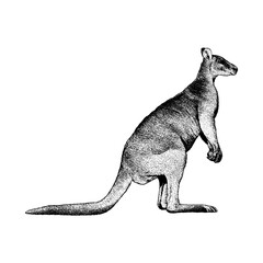 Hand-drawn vector illustration of a Nabarlek in detailed vintage engraving style. Black and white wildlife artwork featuring fine line texture and realistic anatomy, isolated on a clean background. © tya studio