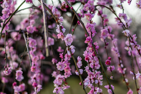 満開の曽我梅林　しだれ梅