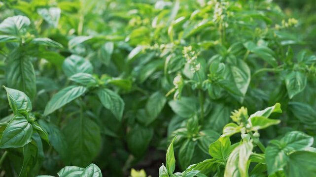 Large basil plants, tulsi, thriving under warm sunlight in cultivated garden.