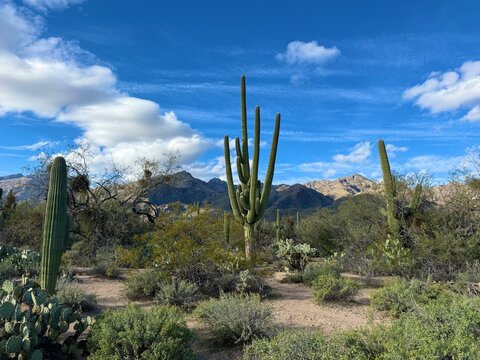 Multi-armed saguaro cactus with Catalina Mountains, Arizona