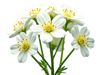 Fototapeta premium A simple still life composition featuring a vase filled with white flowers placed on a table