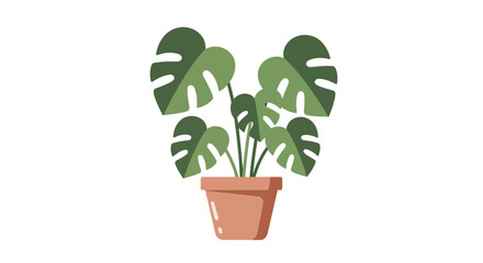 Obraz premium Monstera plant pot