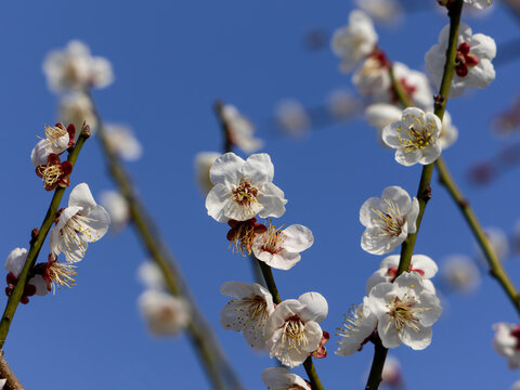 日本周遊　曽我梅林の白梅