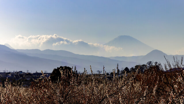 日本周遊　曽我梅林からの富士山