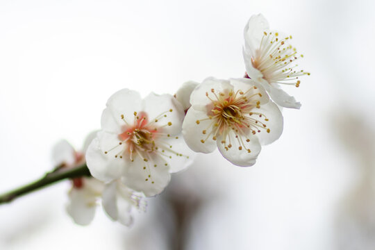 日本周遊　曽我梅林の白梅