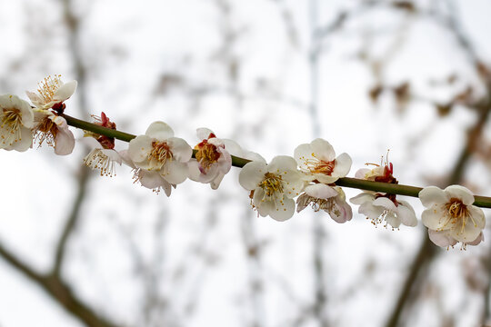日本周遊　曽我梅林の白梅