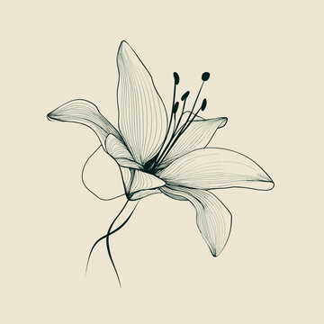Refined lily illustration with fine linear detailing inside the petals, creating depth and texture while maintaining a minimalist aesthetic. Soft neutral background enhances the elegant botanical comp