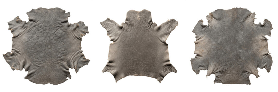 Manatee Leather Hide Trichechus Pelt Isolated on White PNG Transparent Background Natural Grey Animal Skin Rug Texture Rare Specimen Craft Supply Design Element Asset SEO